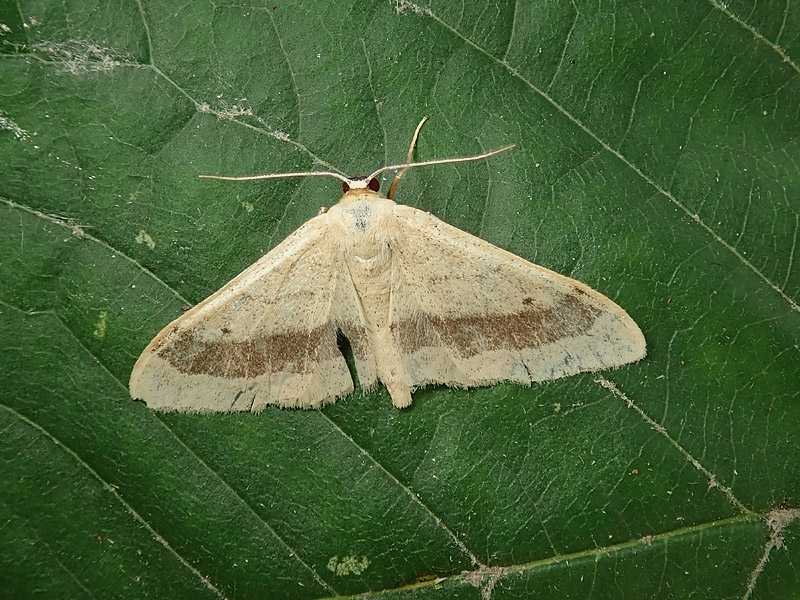 Idaea aversata - Geometridae